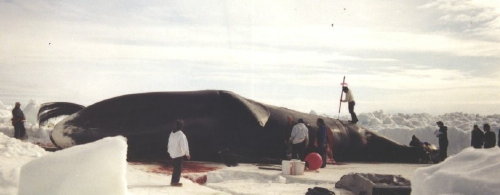 Ahmaogak's whale spring 2002